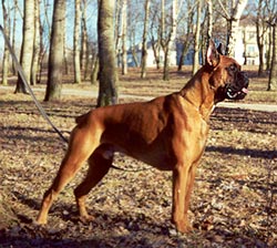 боксер немецкий